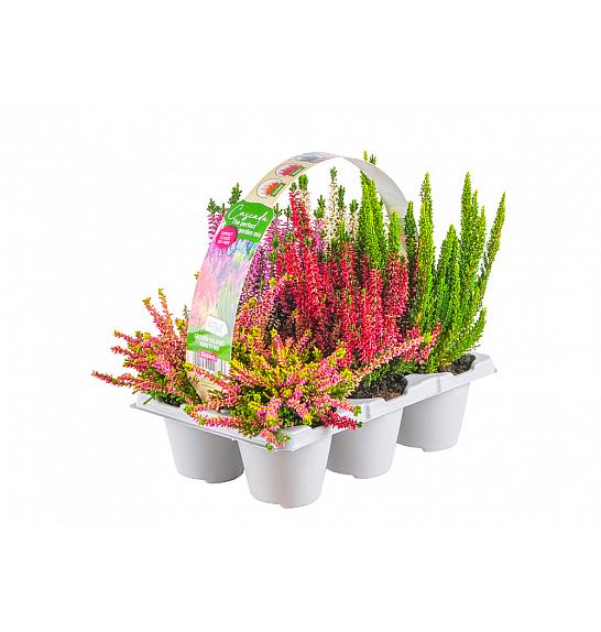 Calluna Beauty Ladies Cascada Ø 9 6 pack