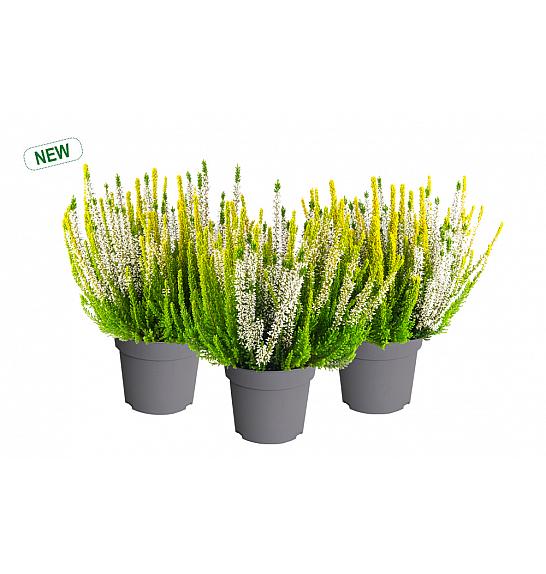Calluna Beauty Ladies Sunny Swirl Ø 12