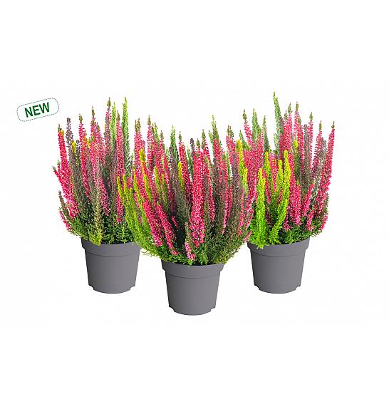 Calluna Beauty Ladies Colorado Lights Ø 12