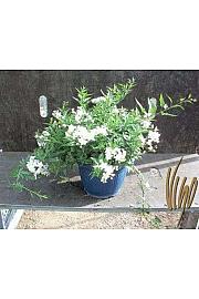 Solanum jasminoides Ø25