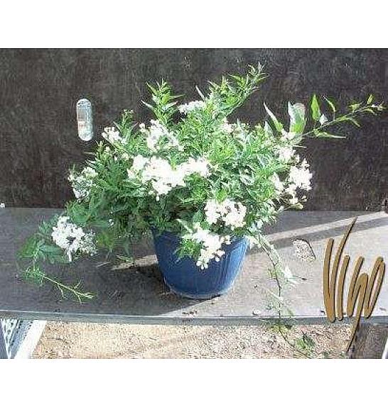 Solanum jasminoides Ø25