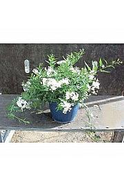 Solanum jasminoides Ø25