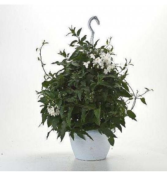 Solanum jasminoides Ø20 obešanka