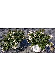 Solanum jasminoides Ø18