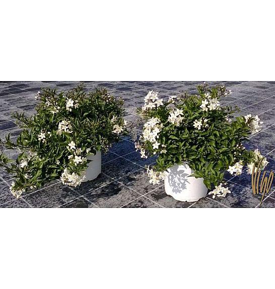 Solanum jasminoides Ø18