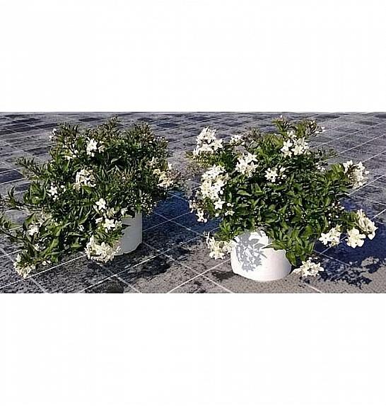 Solanum jasminoides Ø18