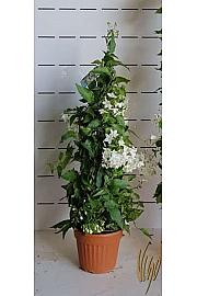 Solanum jasminoides Ø16 piramida
