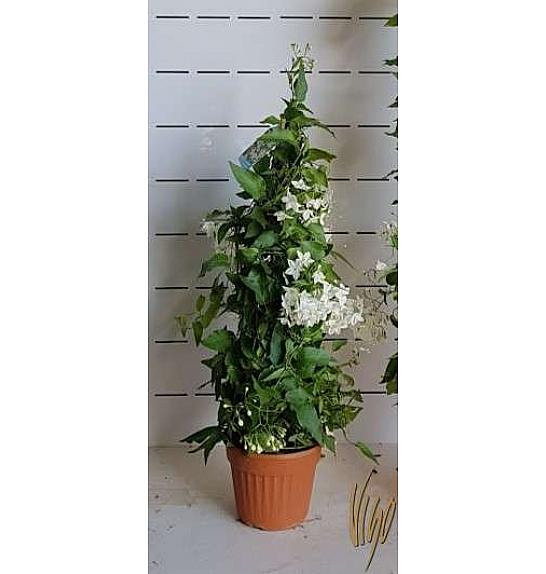 Solanum jasminoides Ø16 piramida