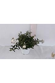 Solanum jasminoides Ø14