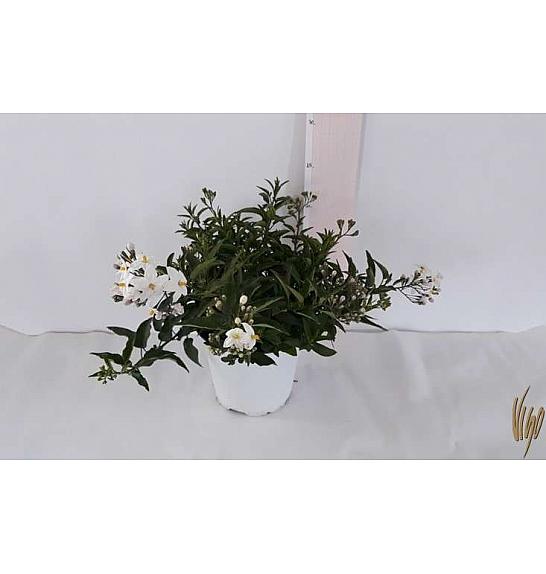 Solanum jasminoides Ø14
