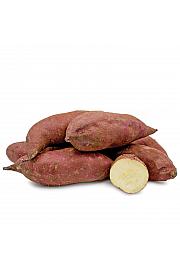 Batat Ipomoea batatas Murasaki Ø10,5