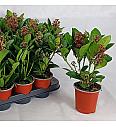 Skimmia japonica Rubella Ø9