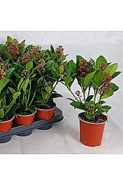 Skimmia japonica Rubella Ø9