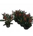 Skimmia japonica Rubella Ø13