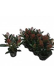 Skimmia japonica Rubella Ø13