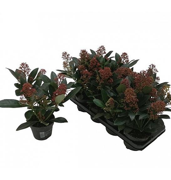 Skimmia japonica Rubella Ø13