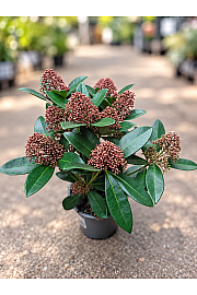Skimmia japonica Rubella Ø 13