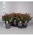 Skimmia japonica Rubella C1,5 Lit. 20-30 cm