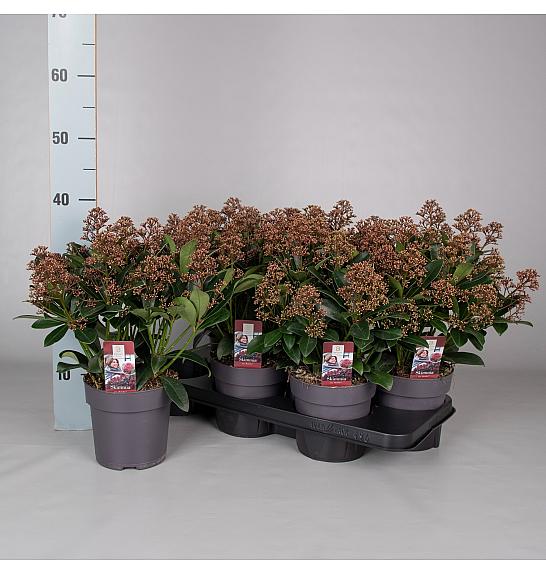 Skimmia japonica Rubella C1,5 Lit. 20-30 cm