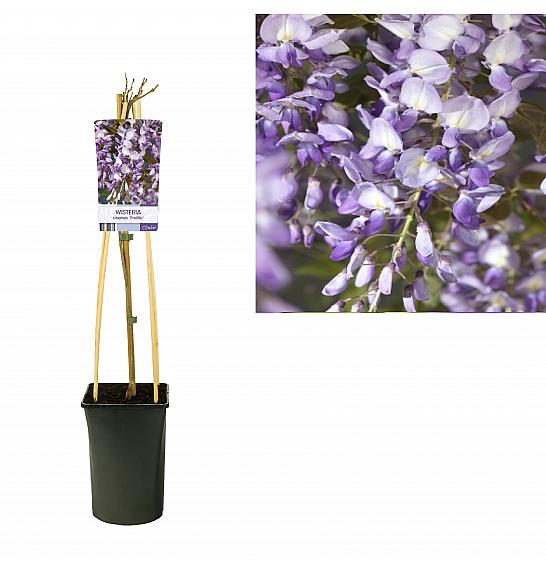 Wisteria sinensis Prolific C2,5 Lit. 40-60 cm