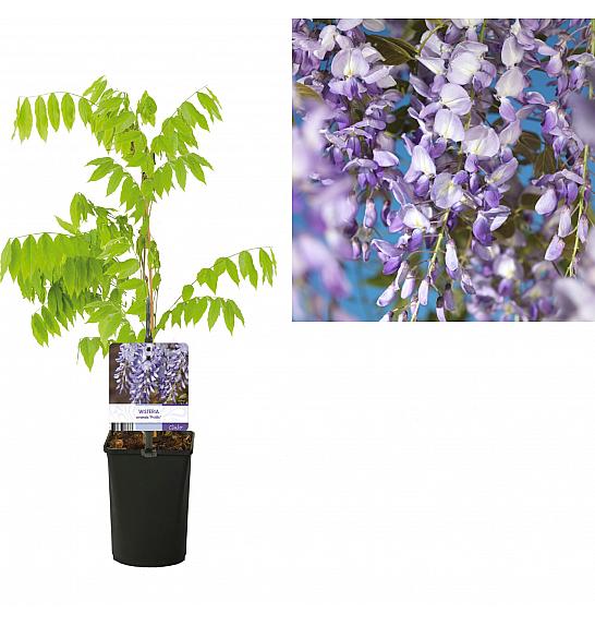 Wisteria sinensis Prolific C1 Lit. 20-30 cm