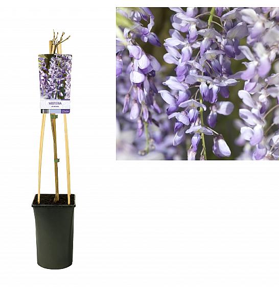 STARRE Wisteria sinensis