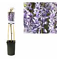 Wisteria sinensis C2,5 Lit. 40-60 cm