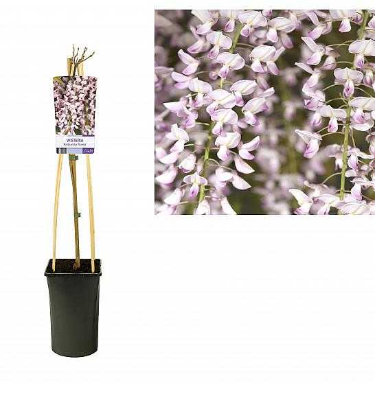 STARRE Wisteria floribunda Rosea