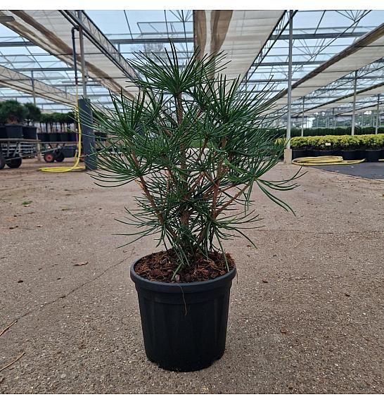 Sciadopitys verticillata C4,5 Lit. 30-35 cm