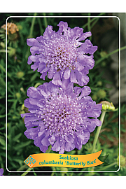 Scabiosa columbaria Butterfly Blue Ø11