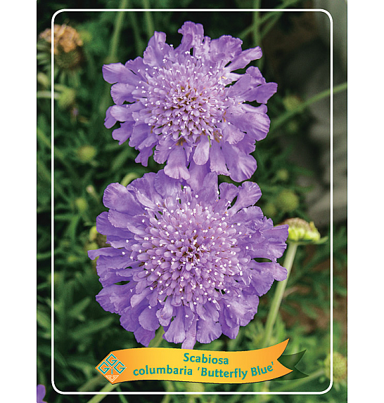 Scabiosa columbaria Butterfly Blue Ø11