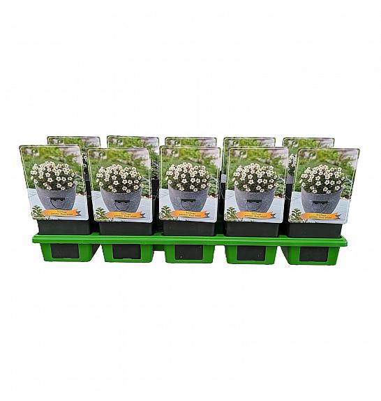 Saxifraga Arendsii Pixie White Ø11