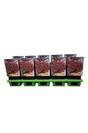 Saxifraga arendsii Pixie Red Ø11