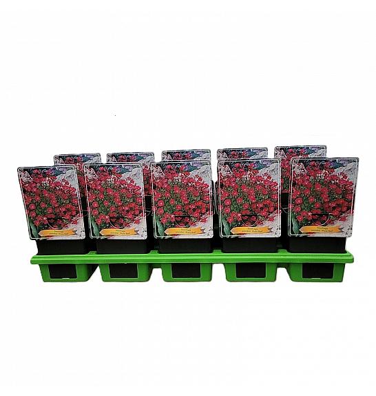 Saxifraga arendsii Pixie Red Ø11