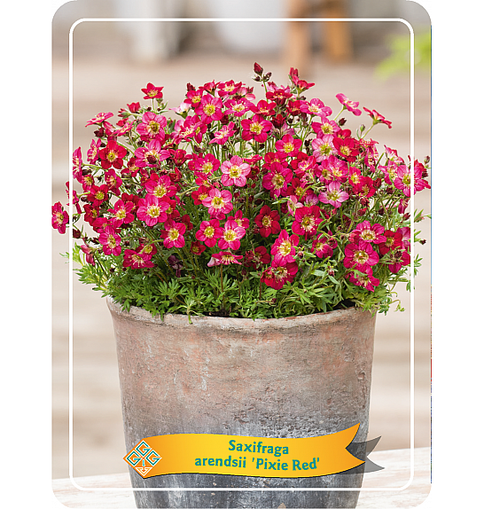 Saxifraga arendsii Pixie Red Ø11