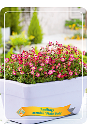 Saxifraga arendsii Pixie Pink Ø11