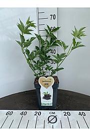 Sambucus nigra Haschberg C5 Lit. 30-40 cm