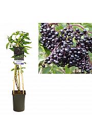 Sambucus nigra Haschberg C2,5 Lit. 40-60 cm