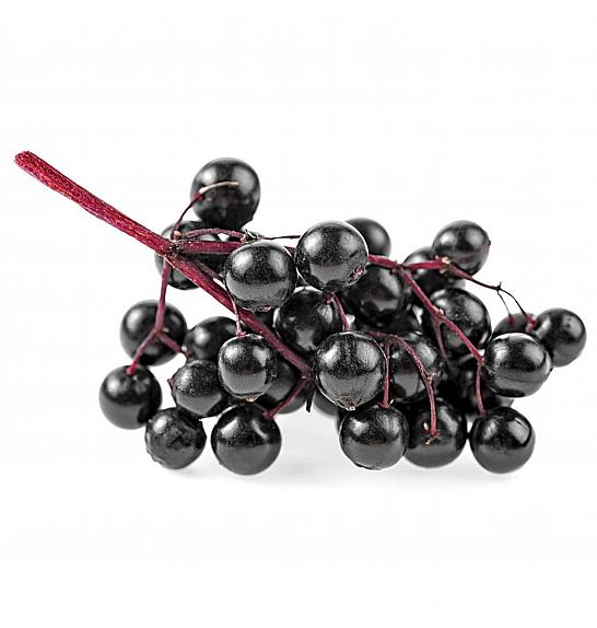 Sambucus nigra Haschberg C2 Lit. 30-40 cm