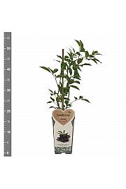 Sambucus nigra Haschberg C2 Lit. 30-40 cm BIO