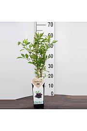 Sambucus nigra Haschberg C2 Lit. 30-40 cm BIO