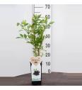 Sambucus nigra Haschberg C2 Lit. 40-60 cm BIO (124083)