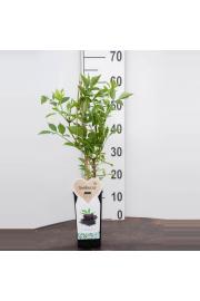 Sambucus nigra Haschberg C2 Lit. 40-60 cm BIO (124083)