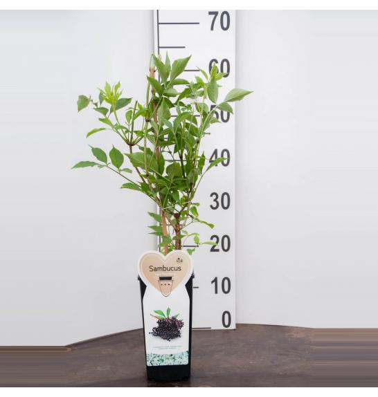 Sambucus nigra Haschberg C2 Lit. 40-60 cm BIO (124083)
