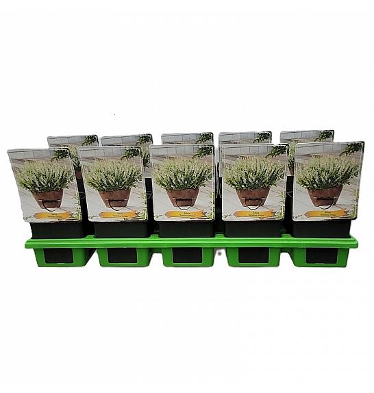 Salvia Synchro White Ø11