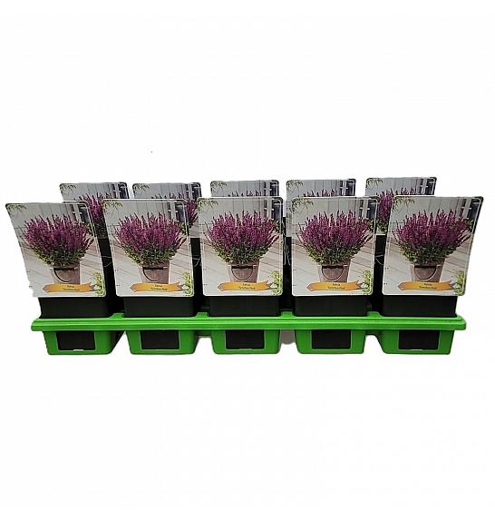 Salvia Synchro Pink Ø11