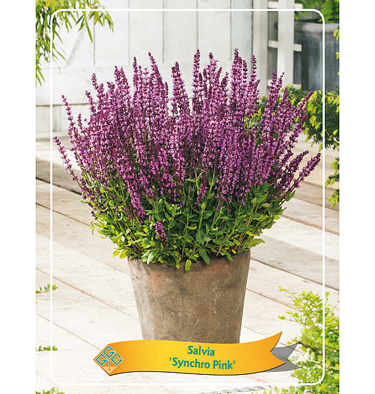 Salvia Synchro Pink Ø11