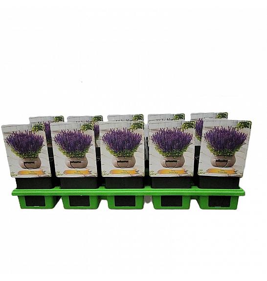 Salvia Synchro Blue Ø11