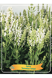 Salvia Sensation White Ø11