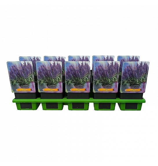 Salvia Sensation Deepblue Ø11